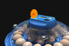 incubateur 80 œuf